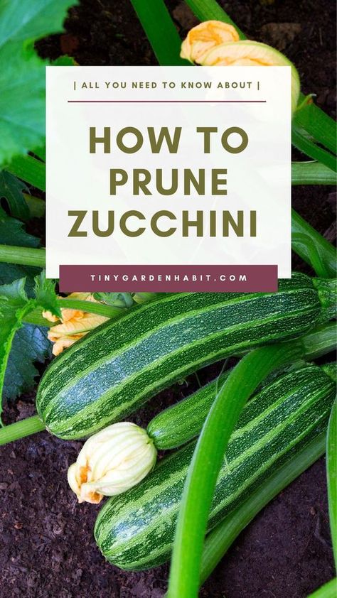 Pruning zucchini plants will greatly contribute to their health and productivity. In this complete guide to pruning zucchini plants, you'll learn how and how much to prune, when to stake and more. How To Stake Zucchini Plants, How To Prune Zucchini Plants, Pruning Zucchini Plants, Garden Squash, Zucchini Growing, Productive Summer, Summer Crops, Transplanting Plants, Growing Zucchini