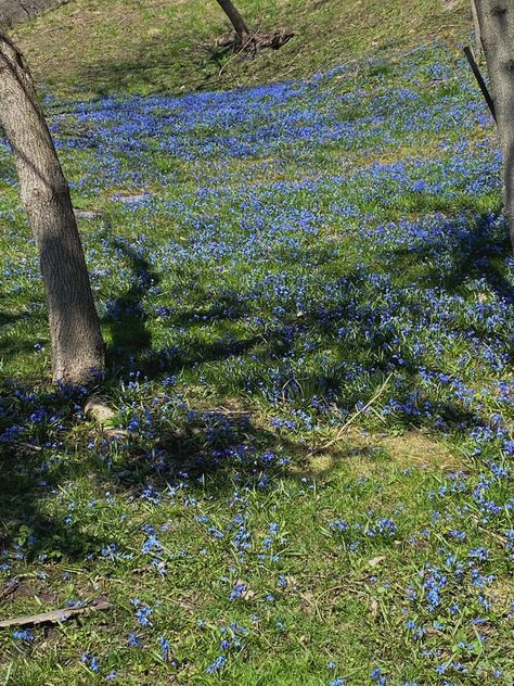 field of blue bell flowers on green grass Isabelle + Core + Aesthetic, Alyssa Core Aesthetic, Isabella + Core + Aesthetic, Kayla + Core + Aesthetic, Bluebell Flower, Aesthetic Cottage, Aesthetic Fairy, Blue Bell Flowers, Cottage Aesthetic