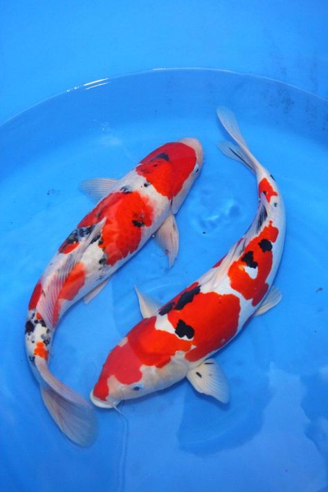 Koi Fish Photography, Vincent Scarpace, Koi Fish Colors, Karp Koi, Fish Photography, Kolam Koi, Coy Fish, Koi Painting, Koi Fish Drawing