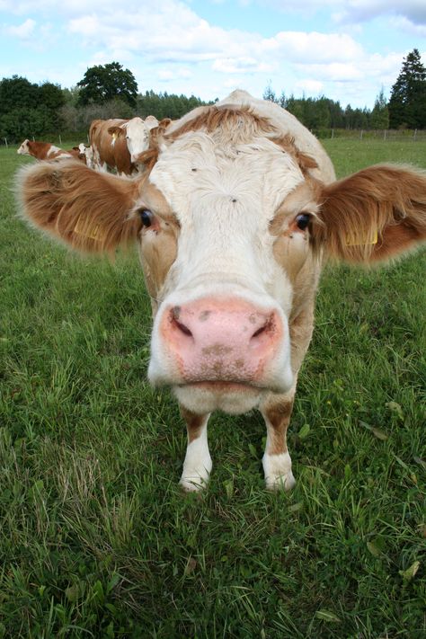 Pet Cows, Cow Print Wallpaper, Mini Cows, Fluffy Cows, Moo Moo, Cow Pictures, Farm Cow, Manatees