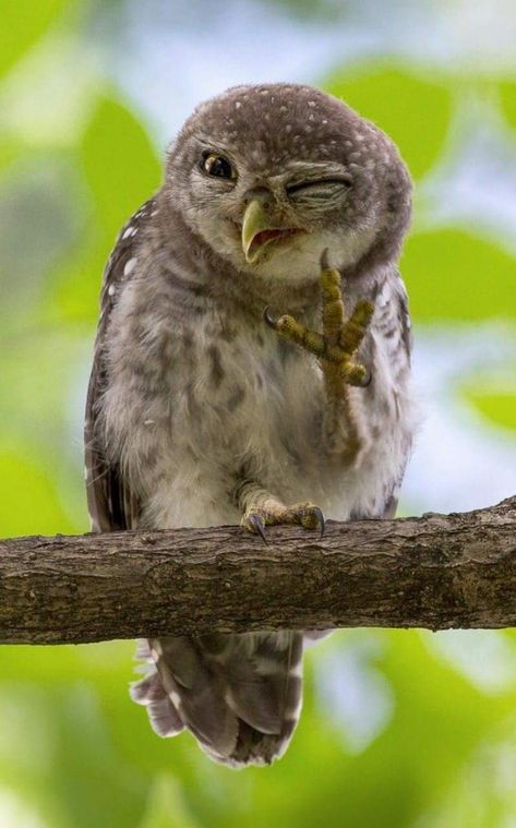 Wild Owl, Funny Owls, Owl Pictures, Airbrush Art, Funny Birds, Cute Creatures, Animal Planet, Funny Animal Pictures, Animal Photo