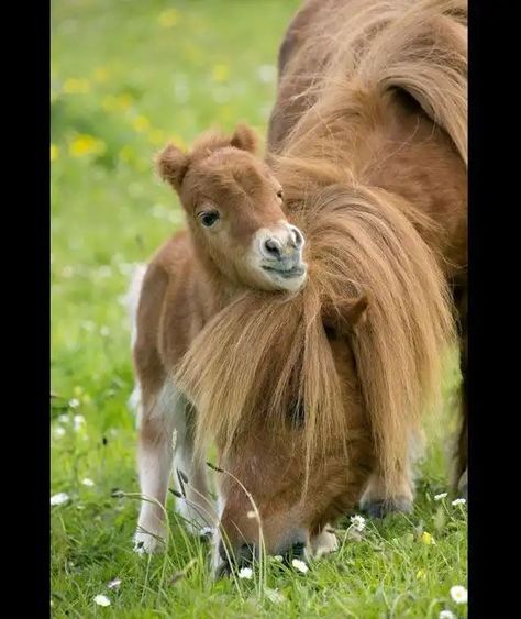 Shetland pony and foal Mother Love Video, Wild Pictures, Tiny Horses, Baby Pony, Cute Horse Pictures, A Mother's Love, Cute Ponies, Shetland Pony