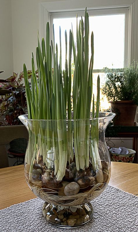 Growing Bulbs Indoors, Tall Clear Vase, Paperwhite Narcissus, Narcissus Bulbs, Cut Garden, Tall Glass Vase, Growing Bulbs, Indoor Greenery, Amaryllis Bulbs