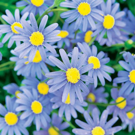 Blue Daisies, Flower Types, White And Blue Flowers, Proven Winners, Mosaic Ideas, Flower Bird, Flower Spike, Daisy Duck, Blue Daisy