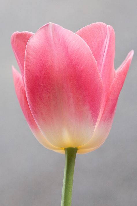 Tulip Photos Of Tulips, Tulips Reference Photo, Dark Pink Tulips, Tulip Leaves, Tulips Photo, Tulip Photo, Single Tulip, Fruit Bouquet Ideas, Colorful Tulips