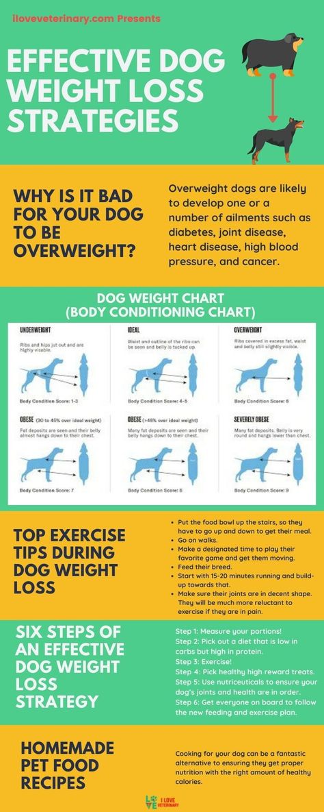 Spoiling your dogs is just in our DNA as pet lovers. There is such a thing as spoiling your dog too much. This usually results in an overweight dog. Being overweight is just as dangerous for your dog as it is for yourself. Getting your overweight dog to lose weight can be a challenge, but it can be done with proper nutrition, exercise, and direction. In this article, we will discuss some effective strategies for shedding pounds off your pooch. Weight Pulling Dog, Dog Diet Plan Healthy, Dog Losing Weight Tips, Veterinary Infographics, Dog Weight Chart, Dog Diet Plan, Future Veterinarian, Pet Nutrition, Medicine Studies