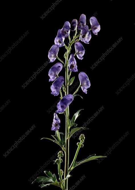 Monkshood (Aconitum napellus) flowers - Stock Image - C022/9221 - Science Photo Library Aconite Flower Drawing, Monkshood Tattoo, Aconite Flower, Monkshood Flower Drawing, Aconitum Napellus, Aconitum Carmichaelii, Library Website, Botanical Sketchbook, Science Photos