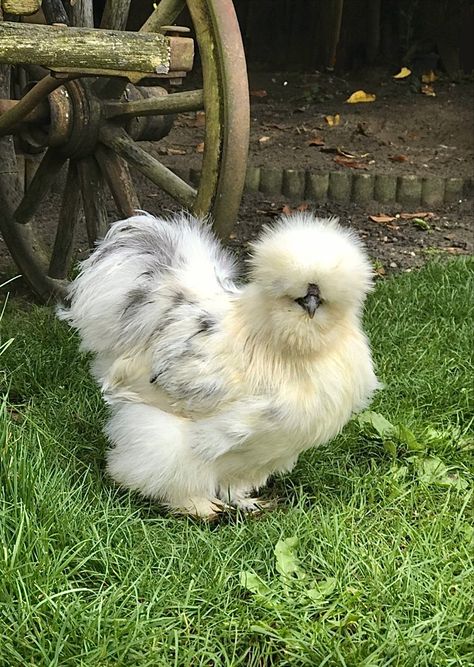 Bantam Silkie Chickens, Silkies Chickens, Silky Chickens, Hen Or Rooster, Silky Chicken, Chickens Cute, Pet Chickens Breeds, Fluffy Chickens, Silkie Rooster