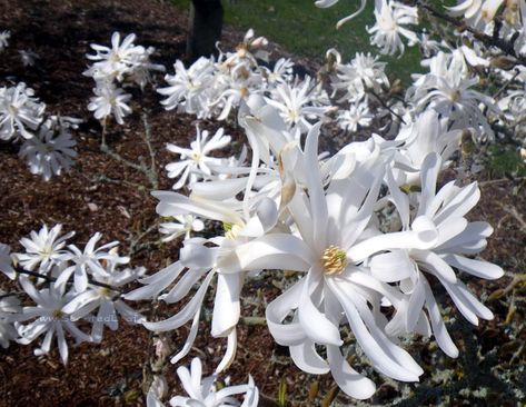 Magnolia Shrub, Star Magnolia, Magnolia Stellata, Patio Trees, Redbud Tree, Strange Flowers, Magnolia Flowers, Fragrant Plant, Garden Shrubs