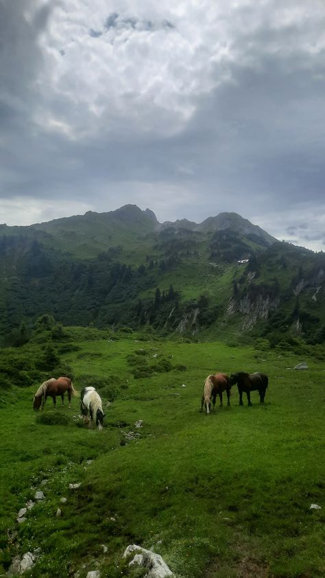 Horses in the mountains Wild Horse Wallpaper, Horses In The Wild, Keilah Core, Farm Aesthetic Wallpaper, Horses In Mountains, Horses In Forest, Horses Mountains, Horses In A Field, Mountain Hiking Aesthetic