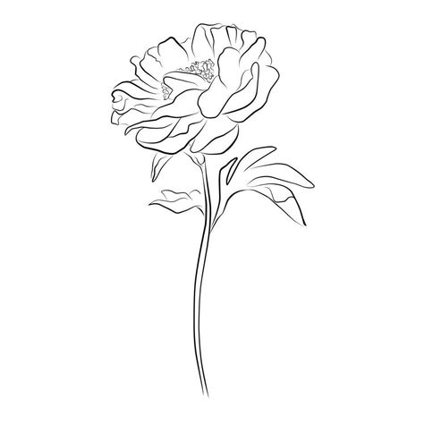 An illustration with a peony flower isolated on a white background. Vector illustration. Black silhouette. Realistic vector illustration of a peony. Hand-drawn vector illustration Peony Flower Line Drawing, Peony Outline Drawing, Peony Silhouette, Peony Svg, Peony Drawing, Peony Illustration, Flower Line Drawings, Rose Illustration, Flower Outline