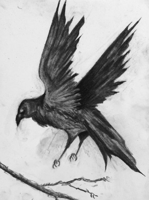 crow - charcoal Crow Art Reference, Crow Charcoal Drawing, Crow Pencil Drawing, Crow Drawing Reference, Raven Drawing Sketch, Crow Drawing Sketch, Crow Drawings, Crow Reference, Crow Sketch