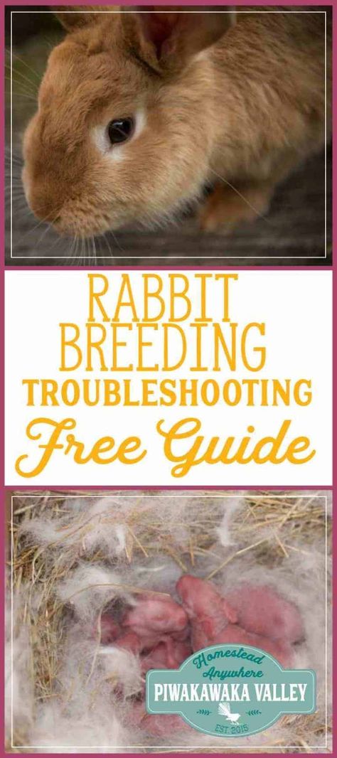 Meat Rabbits Housing, Rabbit Husbandry, Homestead Rabbits, Rabbit Tractor, Meat Rabbits Breeds, Breeding Rabbits, Rabbit Health, Rabbit Recipe, Group Housing