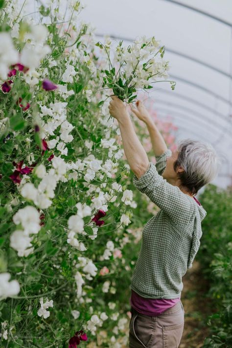 Nikki Tibbles on sweet peas | House & Garden Grow Sweet Peas, Sweet Pea Plant, Natural Plant Food, Growing Sweet Peas, Flowers House, Growing Cut Flowers, Pea Plant, Plant Ties, Sweet Pea Flowers