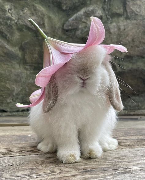 Bunny Cottage, Cottage Pink, Beautiful Rabbit, Cute Bunny Pictures, Bunny Pictures, Cute Animal Photos, Baby Bunnies, Animal Photo, Cute Little Animals