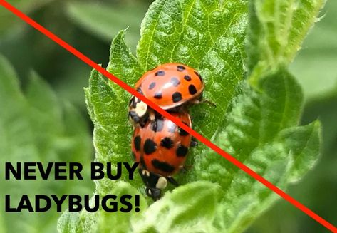 Ladybug Farm, Garden Knowledge, Aphid Control, Commercial Greenhouse, Hoverfly, Outdoor Nursery, Lady Beetle, Plant Pests, Spider Mites