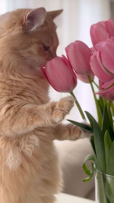 Tulips With Cat, Pink Cat Wallpaper Iphone, Cat Tulips, Cat Pink Aesthetic, Cat Pink Wallpaper, Pink Cat Wallpaper, Pink Tulips Wallpaper Aesthetic, Tulip Wallpaper, Tulips Wallpaper