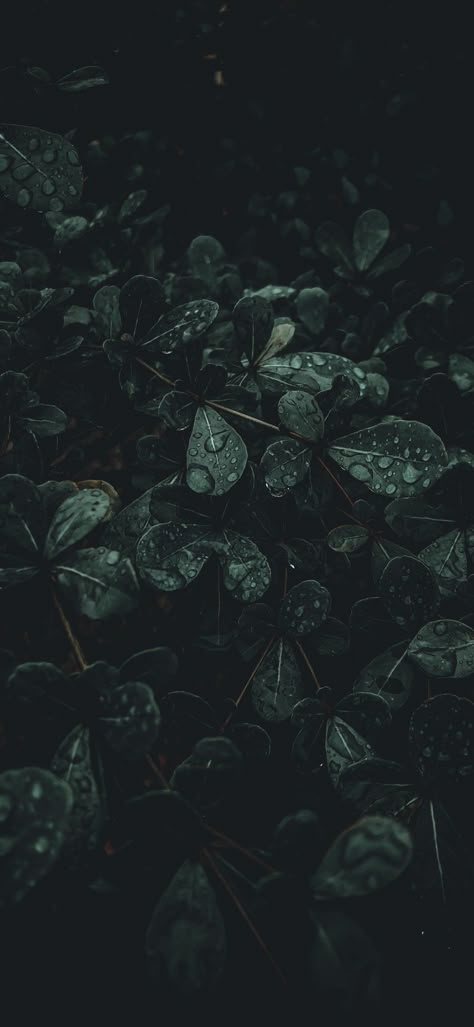 Dark Green Nature Aesthetic, Moody Phone Wallpaper, Wallpaper Iphone Dark Green, Pretty Wallpapers Backgrounds Aesthetic, Dark Lockscreen, Deep Green Forest, Rainy Day Wallpaper, Rainy Wallpaper, Moody Wallpaper