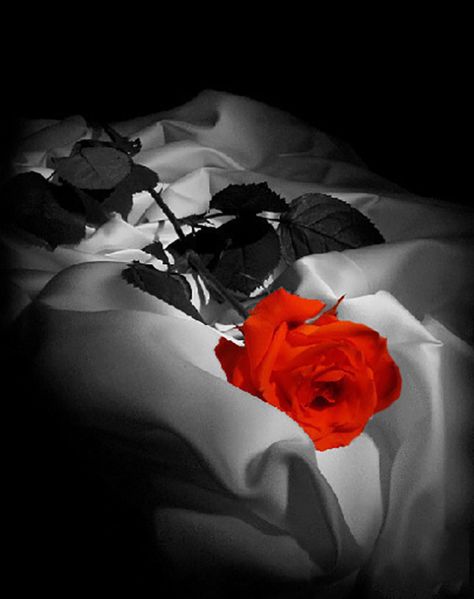 Passionlove Love Is A Choice, Single Red Rose, Art Of Seduction, Romantic Mood, Orange Wallpaper, Love Gif, Flower Beauty, Nature Beauty, Color Me