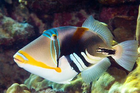 Picasso Trigger Fish - Fish World - Saltwater Aquariums in Richmond VA Trigger Fish, Salt Water Fishing, Salt Water Fish, Saltwater Tank, Marine Fish, Underwater Creatures, Exotic Fish, Aquatic Animals, Saltwater Aquarium