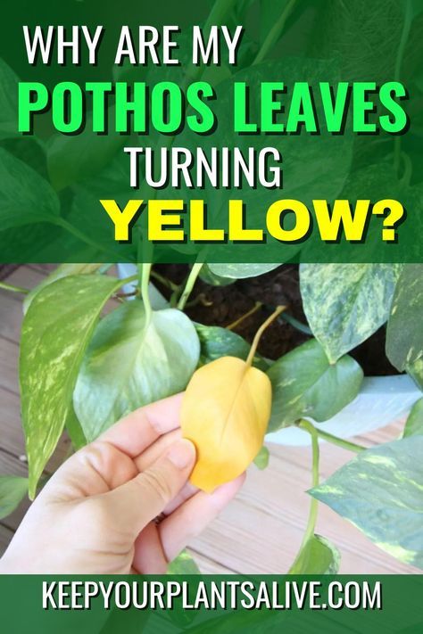 Wondering why are my Pothos leaves turning yellow? Let’s diagnose this common problem and get your plant healthy again! Pothos Leaves Turning Yellow, How To Make Yellow, Pothos Plant Care, Plant Leaves Turning Yellow, Pothos Plants, Neon Pothos, Inside Garden, Plant Problems, Pothos Plant