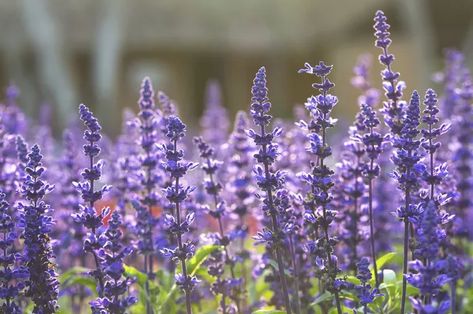 Are Sage Flowers Edible? Sage Flowers, Sage Plant, Salvia Officinalis, Sage Essential Oil, Chamomile Essential Oil, Rose Essential Oil, Best Essential Oils, Clary Sage, Organic Herbs