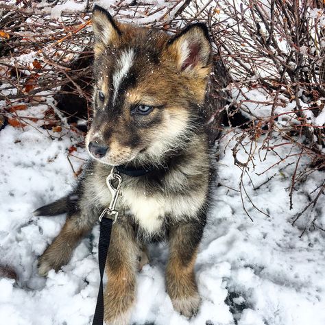 Shalom Shepherd - Native American Indian Dog and German Shepherd mix. Native American Dog, Native American Indian Dog, American Indian Dog, Indian Dog, German Shepherd Mix, American Dog, Maltese Dogs, Wolf Dog, German Shepherd Puppies