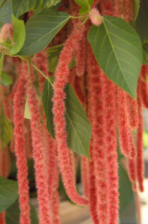 Chenille Plant, Best Indoor Hanging Plants, Hanging Indoor Plants, Fern Images, Plant In Glass, Hanging Plants Diy, Gardening Decor, Orchid Planters, Red Plants