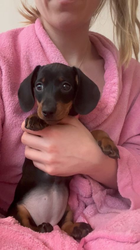 Nori | miniature dachshund in Rotterdam (@norithenugget) • Instagram photos and videos Puppies Dachshund, Miniature Dachshund Puppies, Puppy Dachshund, Weenie Dog, Weiner Dogs, Her Personality, Miniature Dachshunds, Puppy Cute, Dog Puppies