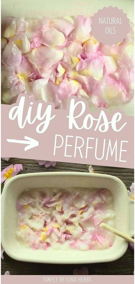 Add to your Natural Oils with DIY rose perfume. Discover how to use the enfleurage method to create your own rose perfume at home. This traditional technique allows you to capture the fresh fragrance of wild roses using coconut oil. Find more healing flowers, DIY beauty, and homemade beauty products at simplybeyondherbs.com. Homemade Rose Perfume, Homemade Perfume With Flowers, Homemade Rose Oil, How To Make Rose Oil, How To Save Flowers, What To Do With Rose Petals, Rose Petal Recipes, Rose Oil For Skin, Perfume Diy