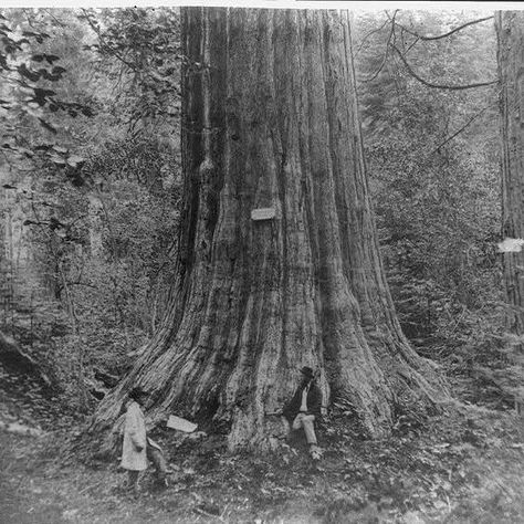 The Current State of American Chestnut Tree Conservation - FineGardening Nature, Chestnut Tree, American Chestnut, Planting Tips, Chestnut Trees, Fine Gardening, Bountiful Harvest, Forest Service, University Of Tennessee