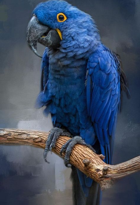 Blue Macaw Painting, Hyacinth Macaw Photography, Hyacinth Macaw Drawing, Hyacinth Macaw, Macaw Art, Parrot Drawing, Bird Breeds, Blue Macaw, Macaw Parrot