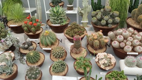 Cacti display by RHS Kaktus Dan Sukulen, Succulent Landscaping, Tiny Plants, Succulent Gardening, Miniature Plants, Cactus Y Suculentas, Cactus Garden, Pretty Plants, Cactus And Succulents