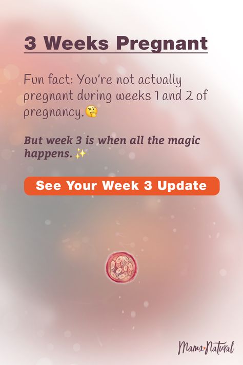 3-4 Weeks Pregnant, Week 3 Pregnancy Symptoms, 4 Weeks Pregnant Symptoms, 3 Weeks Pregnant Symptoms, Pregnancy Week Calculator, 2 Weeks Pregnant, Pregnancy Symptoms By Week, 3 Weeks Pregnant, Pregnancy Development