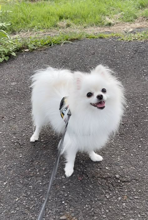 Bunny The Dog, Animals Pfp, Cute Pomeranian Puppies, White Pomeranian Puppies, White Fluffy Dog, Dogs Pomeranian, Spitz Pomeranian, Romantic Walk, Pomeranian Spitz