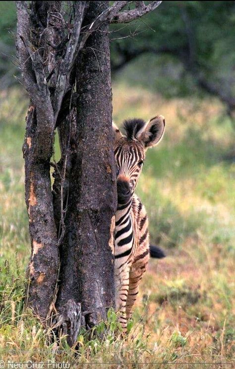 Beautiful baby zebra Baby Zebra, African Animals, Cute Animal Pictures, Sweet Animals, Animal Planet, Animal Photo, Nature Animals, Zebras, 귀여운 동물