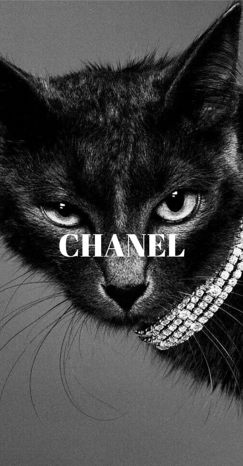 Wallpaper White Photo, A Cat, A Black, Chanel, Black And White, White, Black