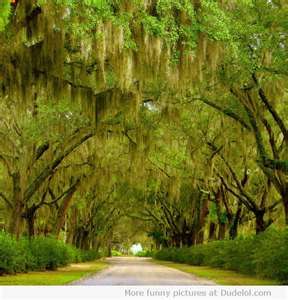 Spanish Moss Trees in Savannah Romantic Camping, Bonaventure Cemetery, Tree Tunnel, What A Wonderful World, Camping Destinations, Camping Locations, Spanish Moss, Savannah Georgia, Willow Tree