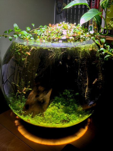 Great jarrarium, breakdown of plants + supplies here: http://www.reddit.com/r/Aquariums/comments/1fyr0p/my_home_office_bowl_dirt_planted_and_low_tech/ Water Terrarium, Aquarium Garden, Taman Air, Indoor Water Garden, Nano Aquarium, Betta Fish Tank, Aquascape Aquarium, Plant Supplies, Aquarium Design