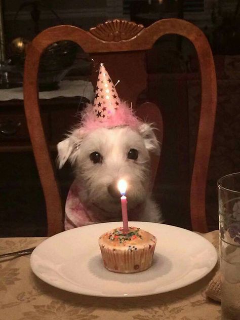 A Dog, Dogs, Birthday, Funny, Animals