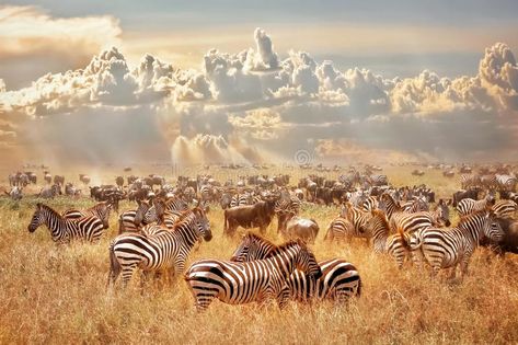 African wild zebras and wildebeest in the African savanna against a background o , #spon, #savanna, #background, #cumulus, #wildebeest, #African #ad Savanna Animals, African Plains, Banksy Graffiti, Round Canvas, Flower Landscape, Wild Nature, Mural Wall Art, Abandoned Buildings, Mural Art