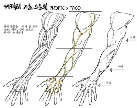 Taco Drawing, Arm Anatomy, Character Profiles, Anime Reference, Painting References, Anatomy Tutorial, Human Anatomy Drawing, Body Drawing Tutorial, Hand Drawing Reference