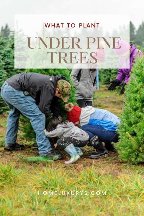 What to Plant under Pine Trees in your Garden Best Plants that Grow Well : the soil around and under pine trees is more acidic than other areas of your garden, so it is important to choose plants that will tolerate this type of soil Garden With Pine Trees, Pine Tree Garden, Plants Under Trees, River Rock Garden, Lily Of The Valley Flowers, Best Plants, Spruce Tree, Cedar Trees, Small Kids