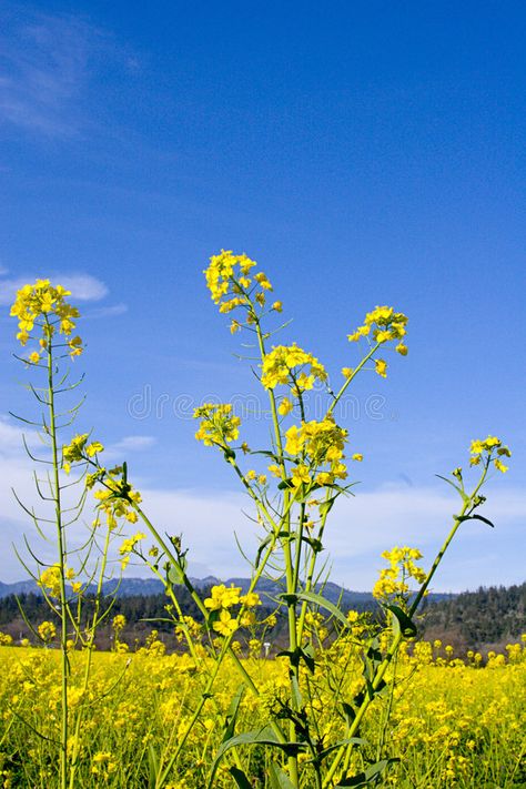 Mustard Flowers. Mustard field in Spring , #Aff, #Flowers, #Mustard, #Spring, #field #ad Nature, English Mustard, Mustard Plant, Cactus Seeds, Mustard Flowers, Valley Of Flowers, Future Farms, Wild Grass, Mustard Seeds