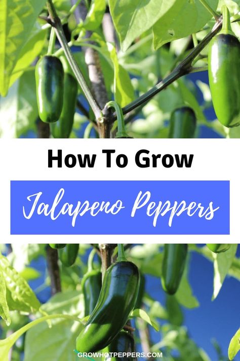 How To Grow Jalapenos, Grow Jalapenos, Growing Jalapenos, Pepper Varieties, Jalapeno Plant, Growing Hot Pepper, Dream Homestead, Jalapeno Chili, Growing Peppers