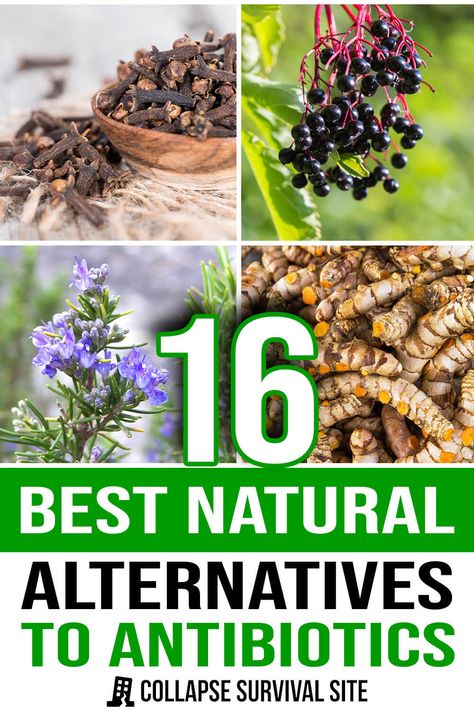 16 Best Natural Alternatives to Antibiotics Nature, Natural Antibiotic, Medical Herbs, Natural Alternatives, Fruit Benefits, Natural Healing Remedies, Healing Plants, Natural Antibiotics, Simple Health