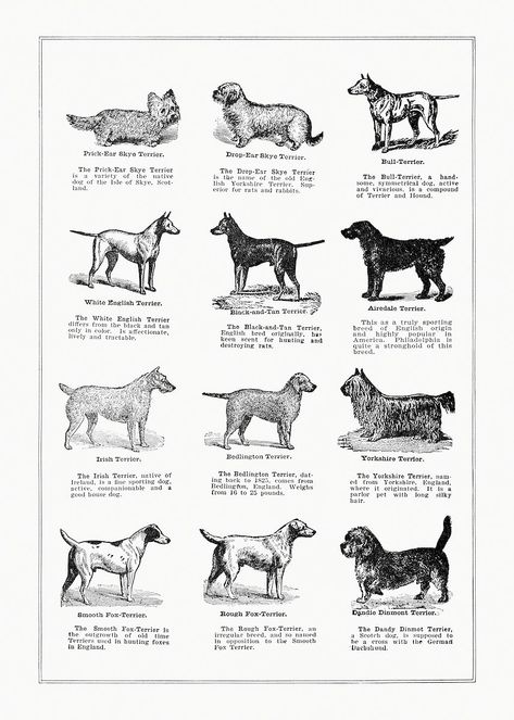 Dog breeds poster. Digitally enhanced from our own original copy of The Open Door to Independence (1915) by Thomas E. Hill. | free image by rawpixel.com Dog Breed Poster, Veterinary Office, English Terrier, Terrier Breeds, Dull Colors, Dog Poster, Open Door, Vintage Dog, Gifts For Dog Owners