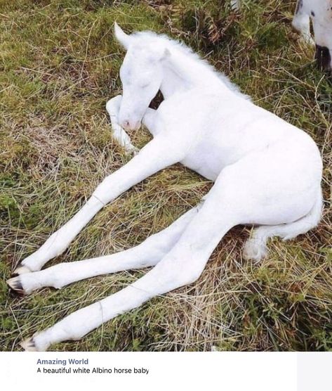 I’ve never seen an albino horse before. So beautiful! Albino Horse, Plakat Design Inspiration, Baby Horse, Albino Animals, Baby Horses, Pretty Animals, White Horses, Silly Animals, Horse Photos