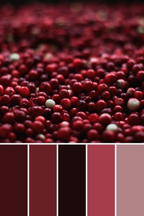 Fruit Color Palettes - This Growing Home Merlot Color Palette, Red Shades Colour Palettes, Dark Red Color Palette, Cranberry Color Palette, Berry Color Palette, Maroon Color Palette, Burgundy Color Palette, Burgundy Palette, Burgundy Colour Palette