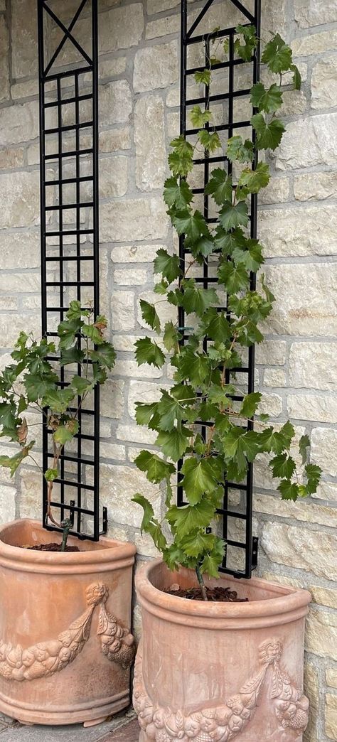 Trellis In Planter, Black Trellis Ideas, Iron Trellis Ideas, Vine On House, Jasmine Trellis Wall, Trellises Ideas, Wall Trellis Ideas, Espalier Trellis, Planter And Trellis